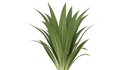 Fototapeta premium Fresh Green Grass-like Plant Leaves Isolated on transparent Background