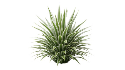 Fototapeta premium Vibrant Variegated Ornamental Plant with Green and White Striped Leaves on transparent Background