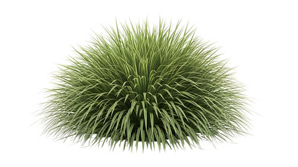 Lush Variegated Ornamental Grass Bush Isolated on transparent   Background