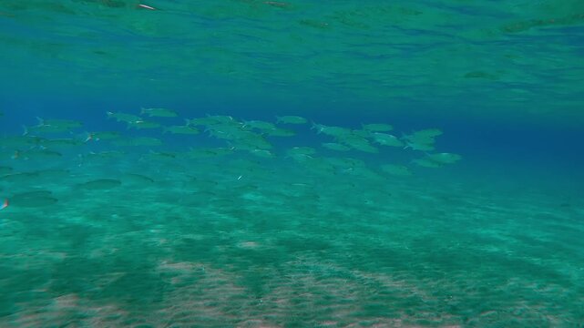 Lots Mullets floats in turquoise water column under surface over sandy botom in sunlight, Slow motion of school of Mullet fish, Mugilidae swims in the blue water column