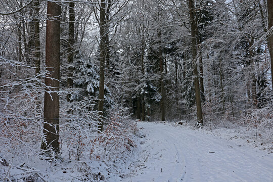 Winter landscape. Snow covered winter forest.