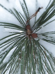 Macro Pine Needles Close Up Asset