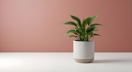 Fototapeta premium Green Indoor Houseplant Isolated on White Background