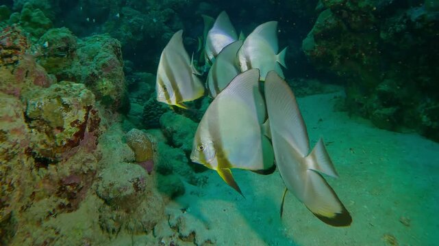 Group of Spadefish swim above bottom near a coral reef, Close up, Slow motion of Orbicular Batfish, Platax orbicularis floating over seabed