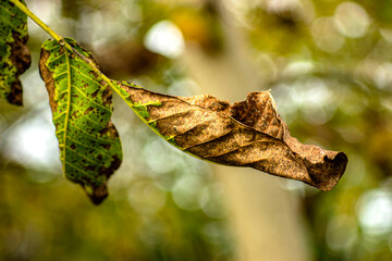 Dry autumn leaf and green leaf on branch symbolizing seasonal transition and climate change