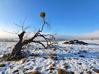 lonely tree in the snow