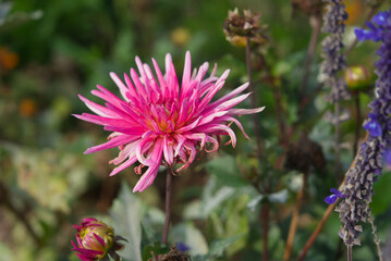 Dahlia cactus  .