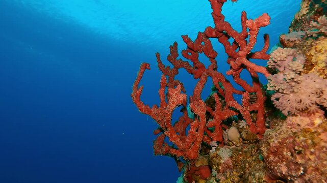 Close-up of Finger-Sponges on coral reef in evening light on turquoise water background, Slow motion, Camera zooms in on Toxic Bright Red Sponge, Negombata magnifica 