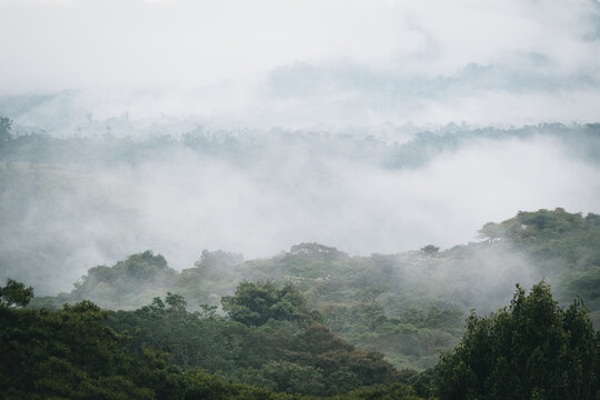 Cloud forest, Ecuador