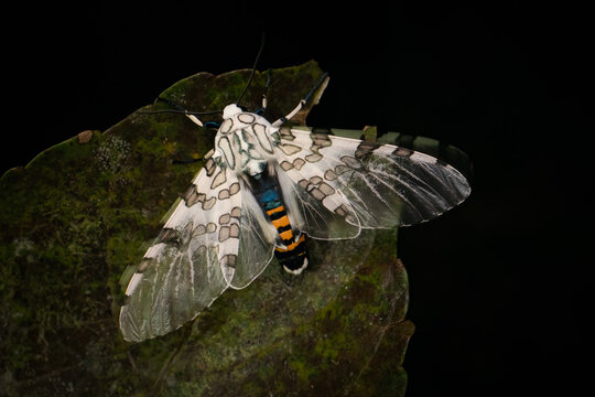 Portrait of a Hypercombe sp. on a leaf, Ecuador