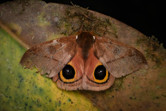 Eyed Silkmoth (Automeris sp.) on a tropical leaf, Ecuador