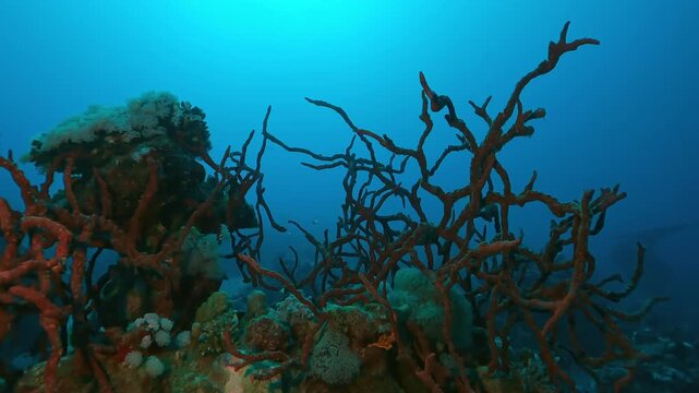 Camera moves around the bright Red Sponges on coral reef top in backlit on a turquoise water background, Slow motion of Toxic Finger-Sponge, Negombata magnifica 