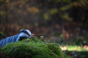 European Badger (Meles meles) in forest, animal in natural habitat, eating mushrooms. Wild Badger, Meles meles, animal in wood stump autumn. Mammal in environment, rainy day. © Rudolf