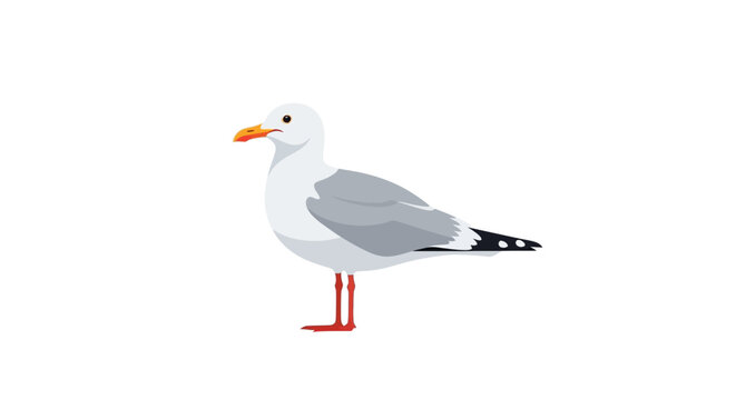 A seagull, part of the Laridae family, standing on the shore, a common camar scene