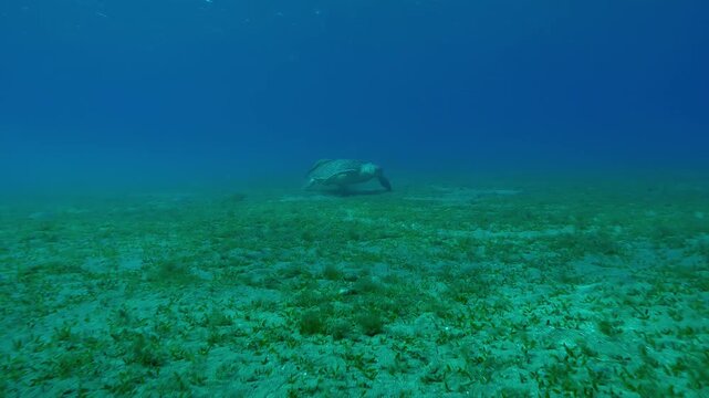Lonely Sea Turtle grazing on seagrass meadow eating algae on turquoise water background, Slow motion, Forward movement above seabed approaching Great Green Sea Turtle, Chelonia mydas