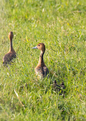 Fulvous whistling duck male and female with ducklings in marshland. Duck family walking in grassland.