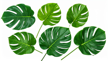 Six vibrant green monstera deliciosa leaves with distinct fenestrations scattered on a pure white background