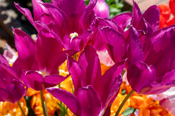 Close up of purple tulips blooming in spring time 