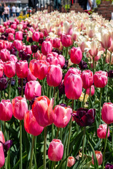 Colorful tulips in a flower bed with pedestrians walking around in a defocused background during a tulip festival 