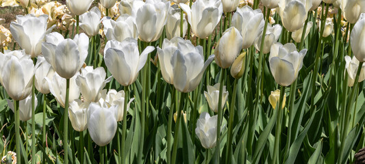 White tulips growing in springtime, full frame 