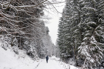 Winter Forest Landscape in Romania with Snow Covered Trees and Mist