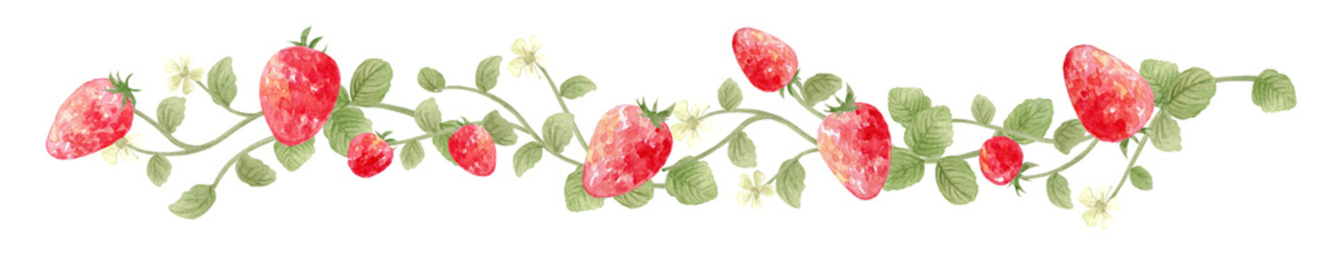 Watercolor strawberry border with red berries and white flowers. Hand-painted fruit footer illustration.-300dpi-