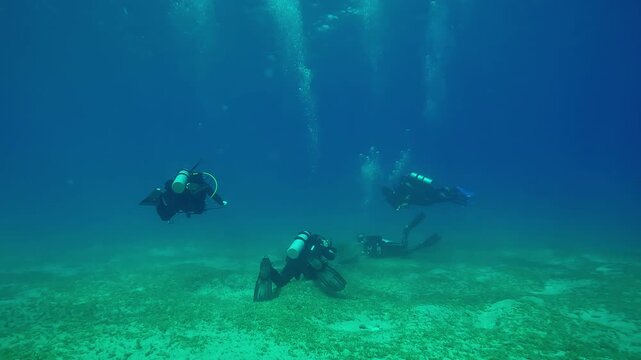 Group of scuba diver looks and films Sea turtle grazing on bottom in evening light, Backlight, Wide-angle shot, Slow motion of Great Green Sea Turtle, Chelonia mydas feeding on seabed at sunset