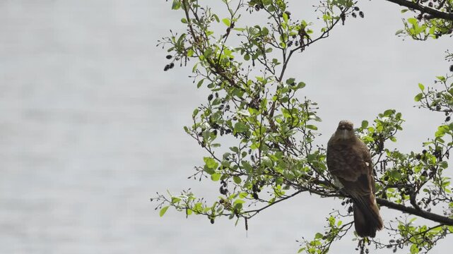 A Chimango Caracara (Milvago chimango) perched on a dry, lichen-covered tree branch overlooking a river in the Patagonian wilderness