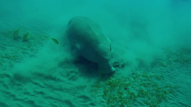 Camera moves around the Sea Cow Dugong dugon greedily eats Smooth ribbon seagrass Cymodocea rotundata on sand-silty seabed, school of Golden Trevally Gnathanodon speciosus swims around it