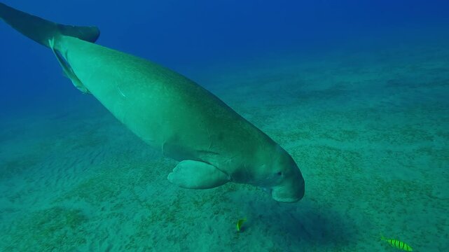 Sea Cow, Dugong dugon approaches a sandy-silty seabed from above and begins to greedily eat green seagrass, accompanied by school of Golden Trevally, Gnathanodon speciosus, Slow motion