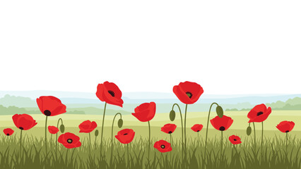 Obraz premium Vibrant field of red poppy flowers with lush green stems and leaves, blooming against a soft, blurred landscape and clear sky.