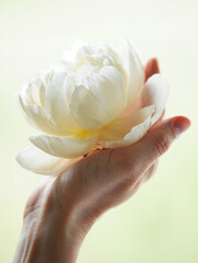 Hand Holding White Peony