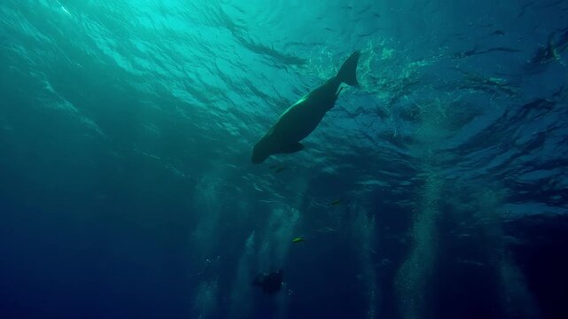 Bottom view of Sea Cow, Dugong dugon dives from the surface of the water in backlight, swimming through the air bubbles of scuba divers waiting for it on the seabed, Wide-angle shot, Slow motion