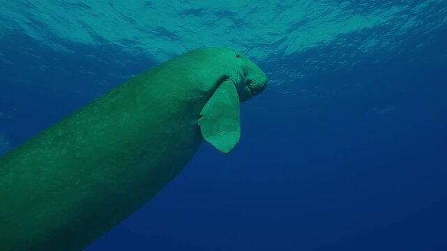 Bottom view on Sea Cow, Dugong dugon swims up from the depths to the surface, Close-up, Slow motion