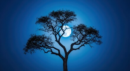 Solitary tree stands silhouetted against a deep indigo night sky, bathed in the soft, ethereal luminescence of the full moon, illumination, trunk, forest
