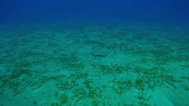 Leopard ray fish swimming over seabed covered with green sea grass in the depths, Wide-angle shot, Slow motion of Longtail Stingray, Himantura uarnak swims above seabed