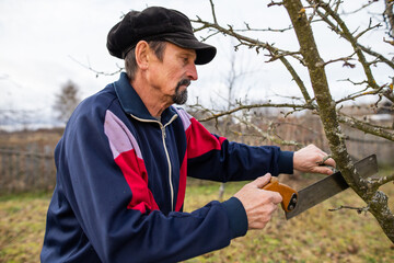 Man in the garden. A man works in the garden. Garden care. Autumn garden work. A man is pruning a dry branch of a fruit tree. Rural housework