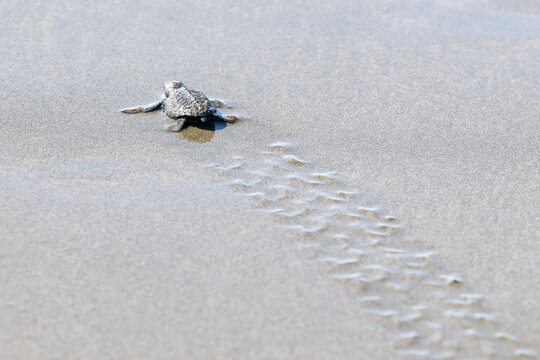 Baby Olive Ridley sea turtle on the beach heading into the ocean and leaving turtle tracks  in Costa Rica