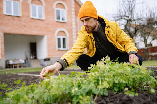 Gardener picks fresh herbs in backyard garden during daytime in early spring season