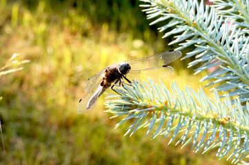 Fototapeta premium Summer landscape. A dragonfly perched on a tree branch in the rays of the summer sun.