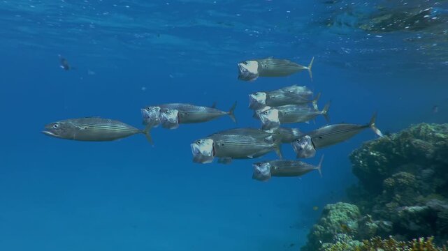 School of Mackerel feeding plankton under water surface, Slow motion of Striped mackerel or Indian mackerel, Rastrelliger kanagurta, shoal swimming with open mouths, filtering for zooplankton 