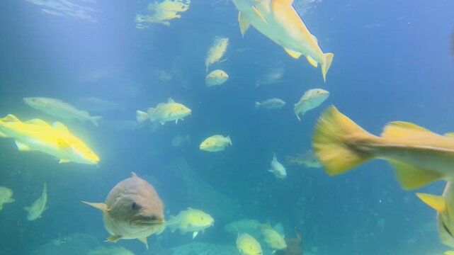 Atlantic cod swimming underwater in Norway fjords