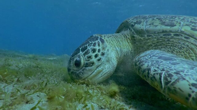 Close up of Sea turtle feeding seaweed on the bottom on blue water background, Slow motion of Great Green Sea Turtle, Chelonia mydas eating Smooth ribbon seagrass, Cymodocea rotundata