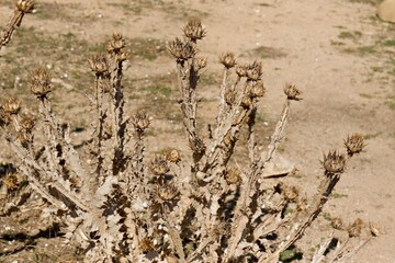 Dried Milk Thistle (Silybum marianum) growing in the ancient Roman city of Uthina (Oudna). Tunisia. Africa.