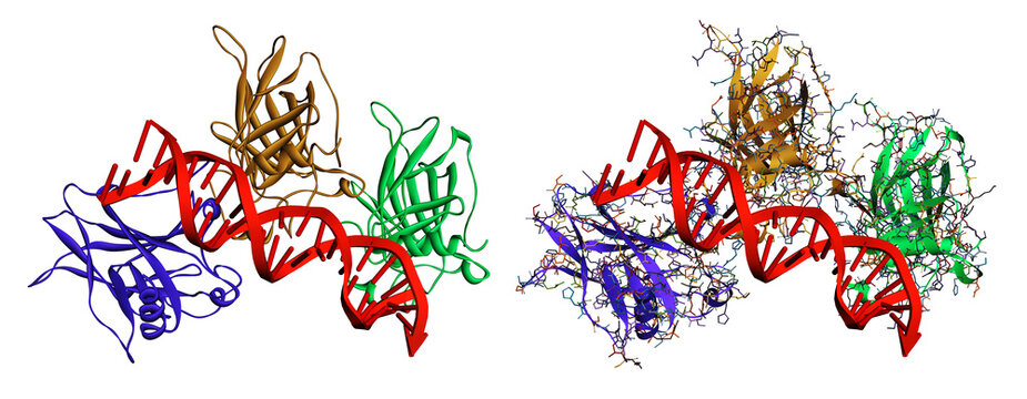 P53 tumor suppressor protein core domain bound to a DNA double helix,  white background. Molecular model. 3D rendering. Illustration