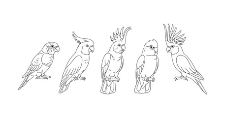Five cockatoo line drawings showcasing different bird species and feather styles