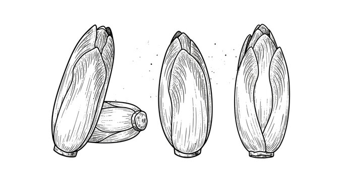 Black and white illustrations of chicory buds in detailed vintage style