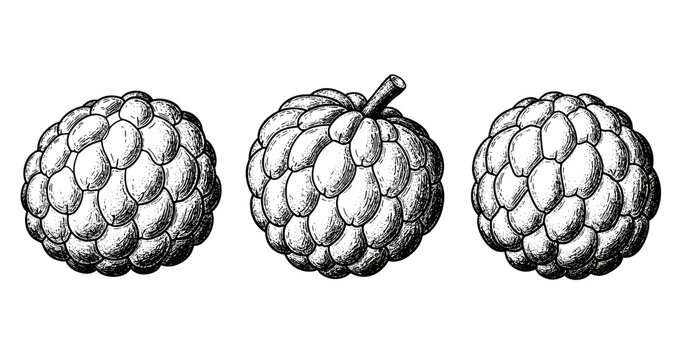 Vintage botanical drawings of three cherimoya fruits with detailed texture