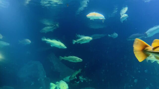 Atlantic cod swimming underwater in Norway fjords