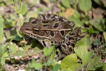 Obraz premium Northern Leopard Frog, Lithobates pipiens
